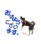 黒柴犬こまち（個別スタンプ：1）