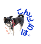 黒柴犬こまち（個別スタンプ：2）