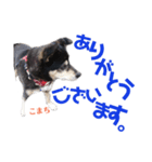 黒柴犬こまち（個別スタンプ：3）