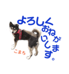 黒柴犬こまち（個別スタンプ：5）