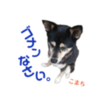 黒柴犬こまち（個別スタンプ：6）