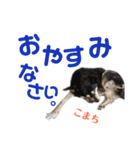 黒柴犬こまち（個別スタンプ：7）