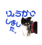 黒柴犬こまち（個別スタンプ：8）