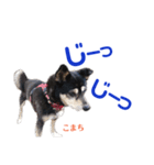 黒柴犬こまち（個別スタンプ：9）