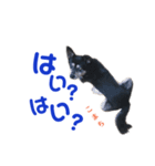 黒柴犬こまち（個別スタンプ：11）