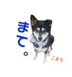 黒柴犬こまち（個別スタンプ：12）