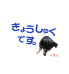 黒柴犬こまち（個別スタンプ：13）