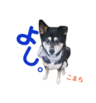 黒柴犬こまち（個別スタンプ：14）