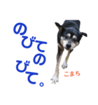 黒柴犬こまち（個別スタンプ：16）