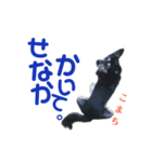 黒柴犬こまち（個別スタンプ：17）