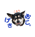 黒柴犬こまち（個別スタンプ：18）