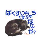 黒柴犬こまち（個別スタンプ：19）