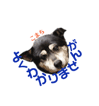 黒柴犬こまち（個別スタンプ：21）