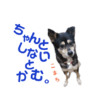 黒柴犬こまち（個別スタンプ：22）