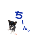 黒柴犬こまち（個別スタンプ：23）