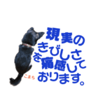 黒柴犬こまち（個別スタンプ：24）