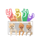 ポメラニアン・ラプソディ（個別スタンプ：5）