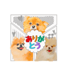 ポメラニアン・ラプソディ（個別スタンプ：7）