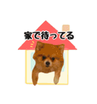 ポメラニアン・ラプソディ（個別スタンプ：9）