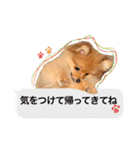 ポメラニアン・ラプソディ（個別スタンプ：14）