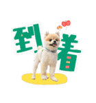 ポメラニアン・ラプソディ（個別スタンプ：15）