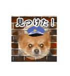 ポメラニアン・ラプソディ（個別スタンプ：17）