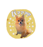 ポメラニアン・ラプソディ（個別スタンプ：18）