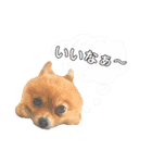 ポメラニアン・ラプソディ（個別スタンプ：20）