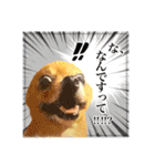 ポメラニアン・ラプソディ（個別スタンプ：21）
