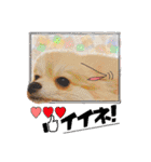 ポメラニアン・ラプソディ（個別スタンプ：24）