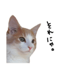 にゃんだかんだ偉そうな猫。（個別スタンプ：1）