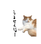 にゃんだかんだ偉そうな猫。（個別スタンプ：2）