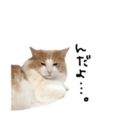 にゃんだかんだ偉そうな猫。（個別スタンプ：3）