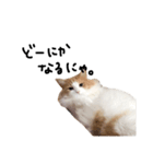 にゃんだかんだ偉そうな猫。（個別スタンプ：4）