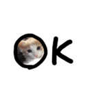にゃんだかんだ偉そうな猫。（個別スタンプ：5）