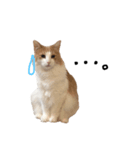 にゃんだかんだ偉そうな猫。（個別スタンプ：6）