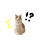 にゃんだかんだ偉そうな猫。（個別スタンプ：8）