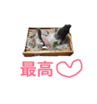 kohkiスタンプ②（個別スタンプ：10）