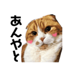 詩 時々 ネコ（個別スタンプ：3）