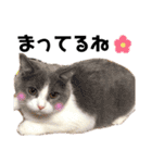 詩 時々 ネコ（個別スタンプ：5）