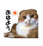 詩 時々 ネコ（個別スタンプ：12）