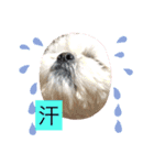 いぬ達 LMO（個別スタンプ：1）