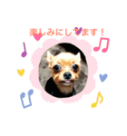 いぬ達 LMO（個別スタンプ：3）