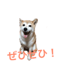 いぬ達 LMO（個別スタンプ：6）
