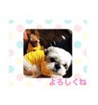 いぬ達 LMO（個別スタンプ：9）
