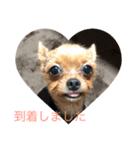 いぬ達 LMO（個別スタンプ：15）