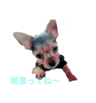 いぬ達 LMO（個別スタンプ：16）