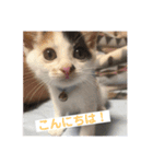 あやめとよつは（個別スタンプ：1）