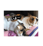あやめとよつは（個別スタンプ：3）