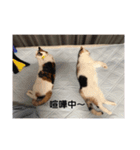 あやめとよつは（個別スタンプ：4）